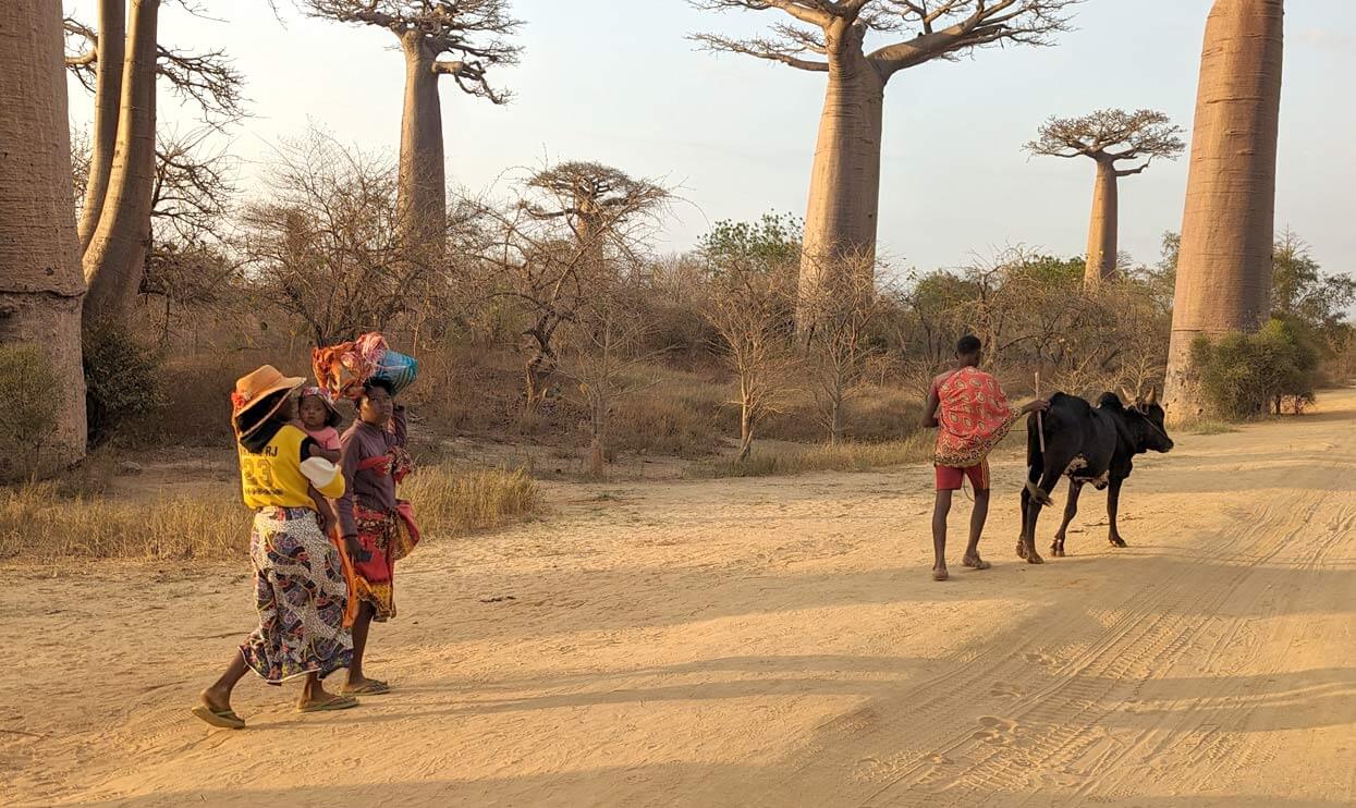 Des gens simplement vêtus sur une piste de sable sec, une vache, des baobabs